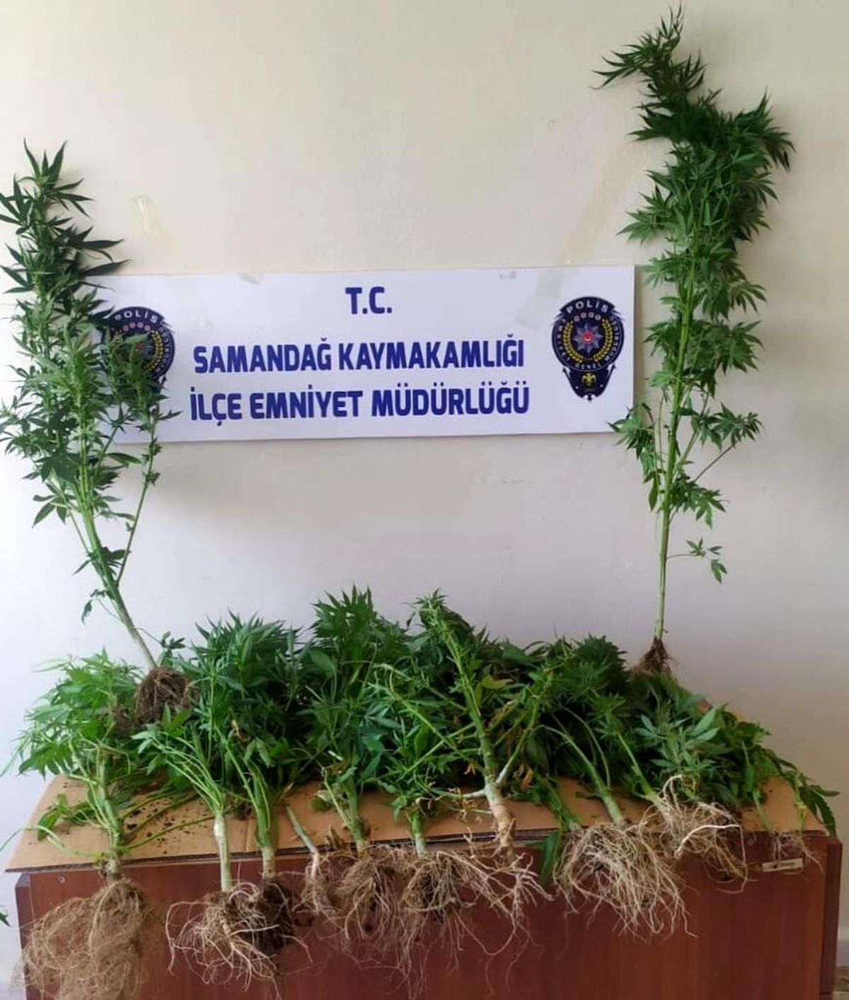 Samandağ\'da kenevir operasyonu