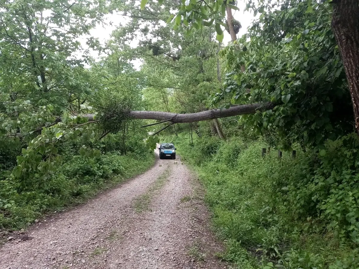 Sinop\'ta yıkılan ağaç yolu kapattı