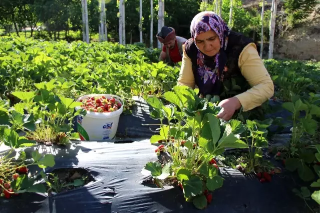 Televizyonda görüp Osmanlı çileği dikti, şimdi siparişlere yetişemiyor