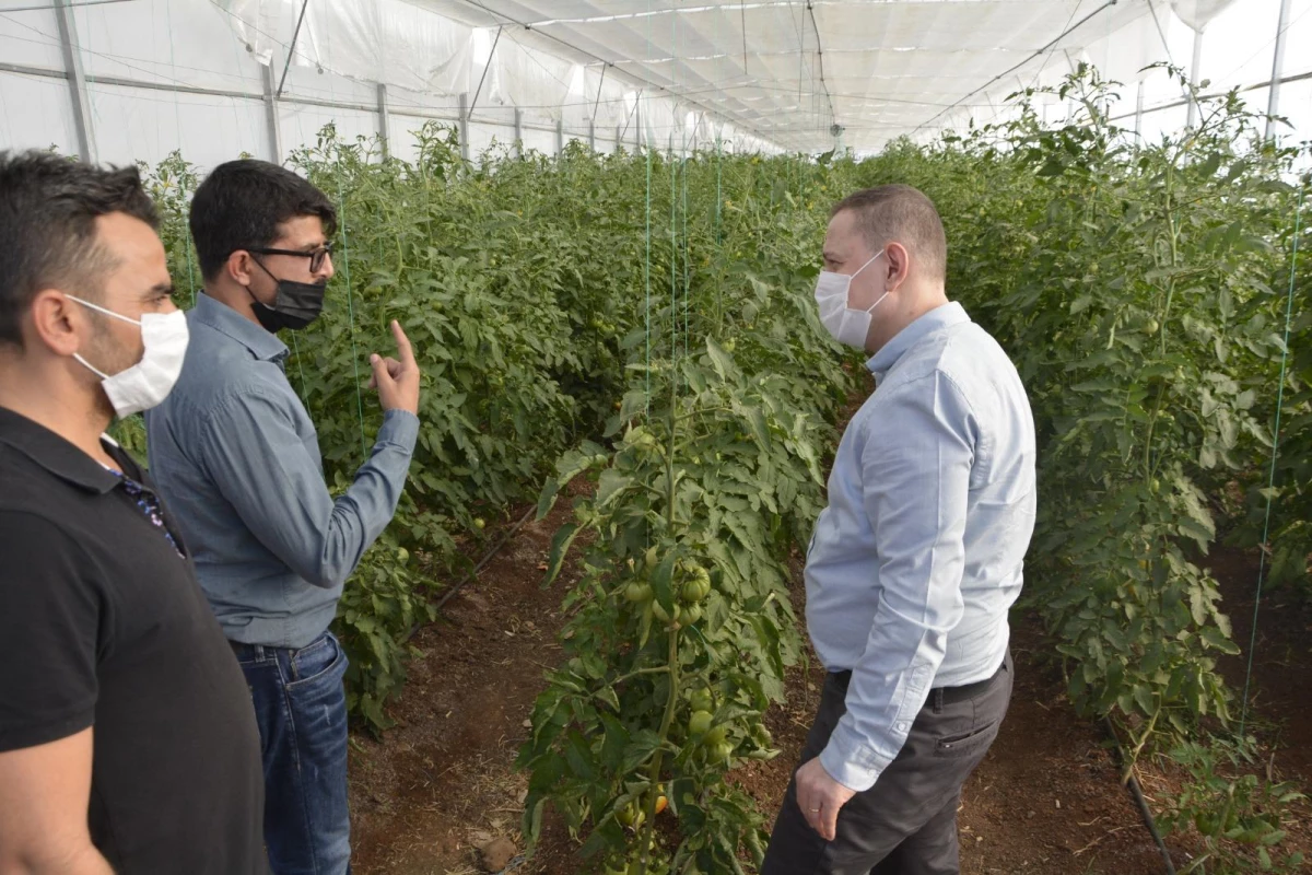Viranşehir Kaymakamı Ömer Dereci domates serasında incelemede bulundu