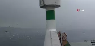 Yağmurla birlikte yunus sürüsü İstanbul Boğazı'na akın etti