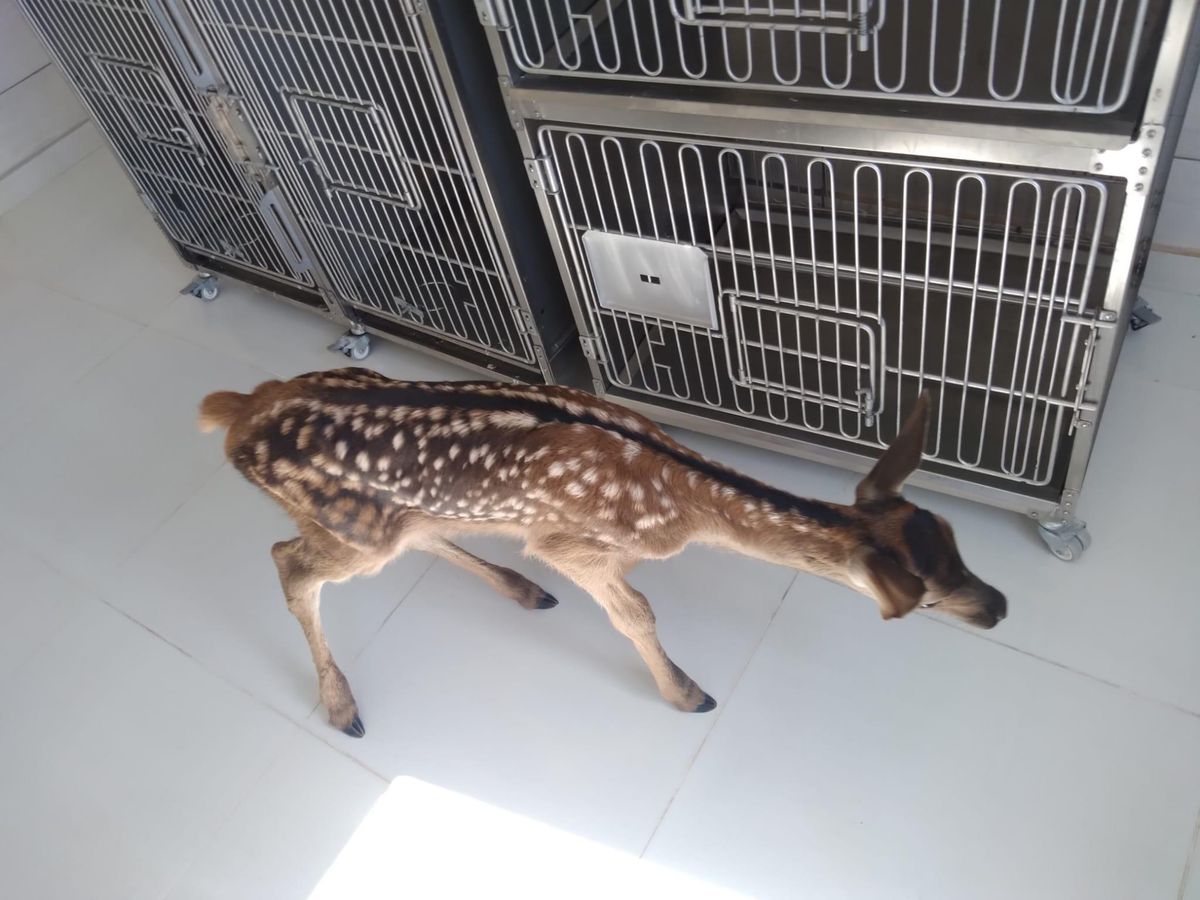 Afyonkarahisar\'da köpeklerin saldırısından kurtarılan yavru geyik tedaviye alındı
