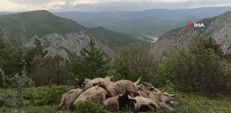 Ağıla girince şoka uğradı... Borçla aldığı koyunları telef oldu