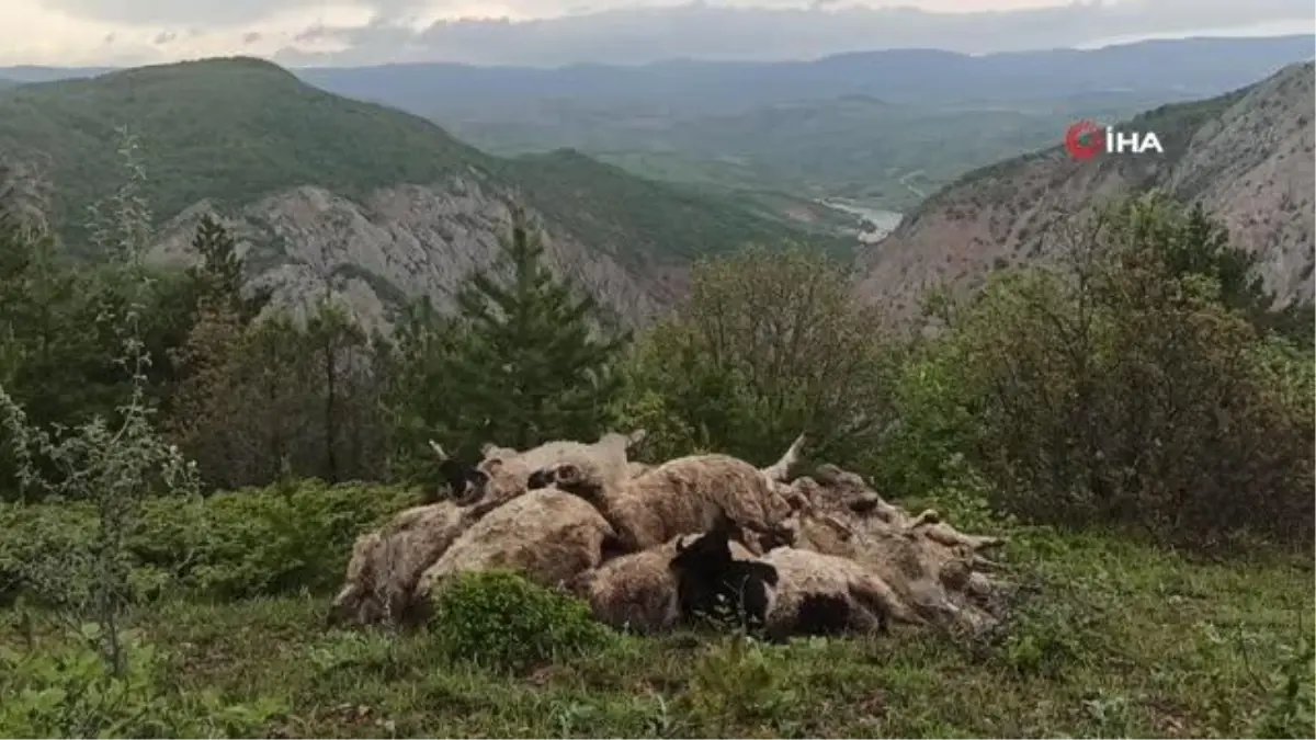 Ağıla girince şoka uğradı... Borçla aldığı koyunları telef oldu