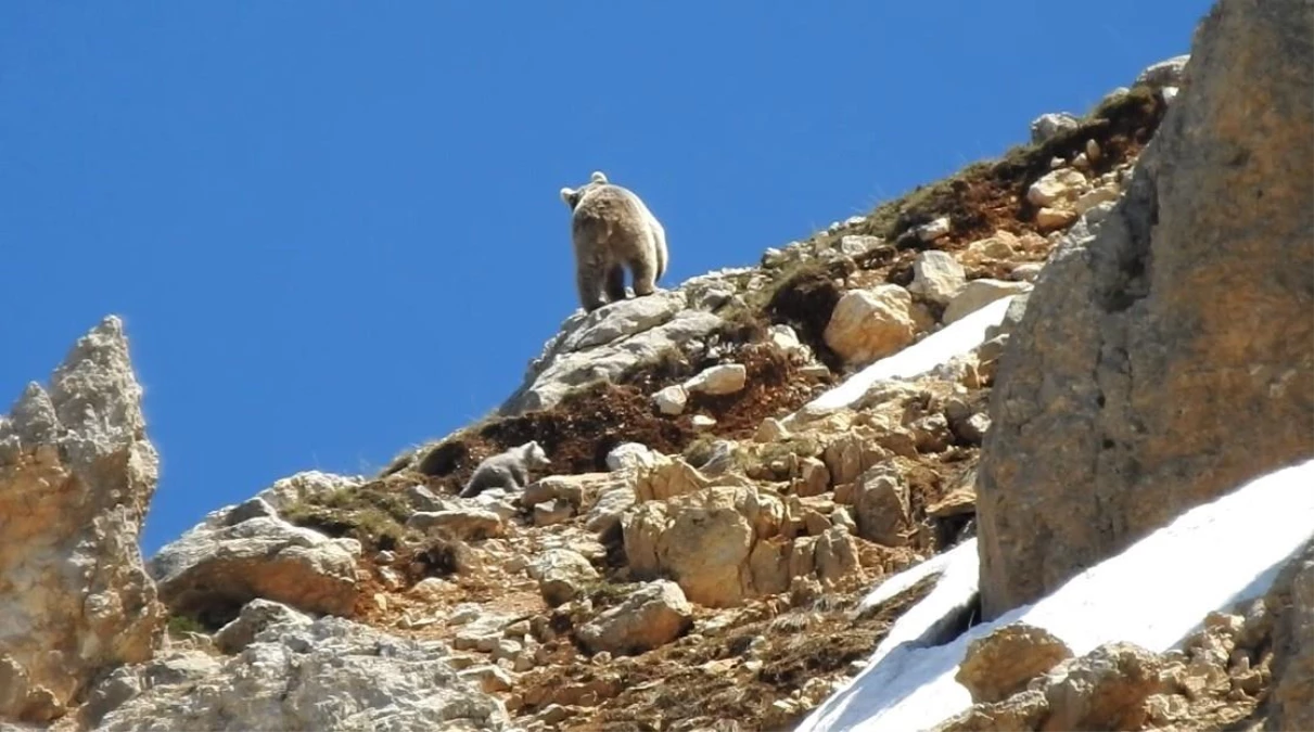 Anne ayı küçük yavrusunu erkek ayıdan korumak için kayalıklara çıktı