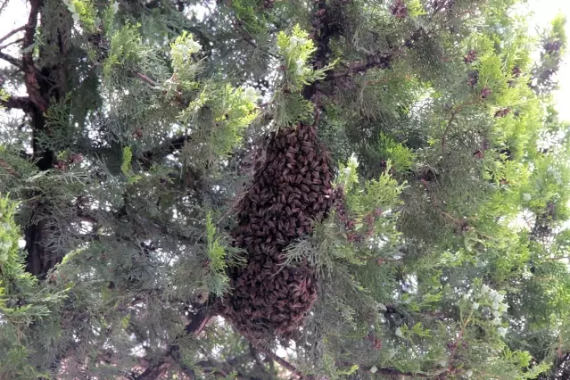 Muğla'da arılar yolunu şaşırdı