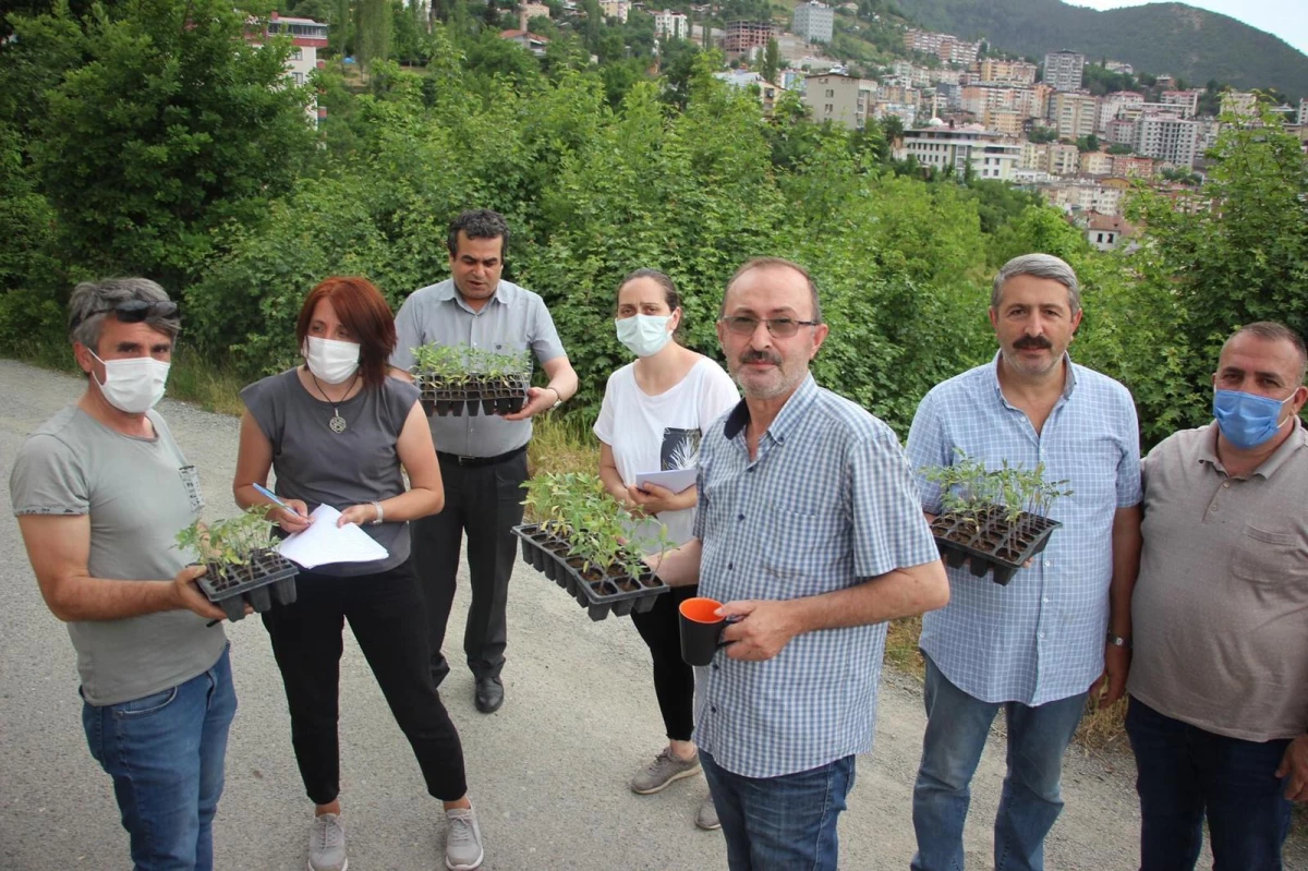 Artvin Belediyesi ata tohumlardan yetiştirilen 85 bin fide dağıttı