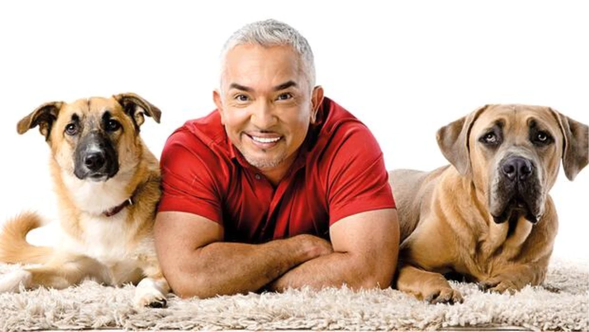 Cesar Millan: Köpekleri rehabilite ediyorum, insanları eğitiyorum