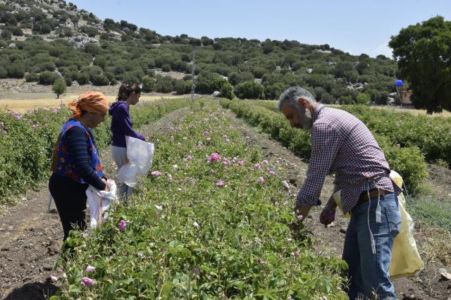 Geleneksel yöntemlerle çıkarttıkları gül yağının gramını 100 TL'den satıyor - Son Dakika Ekonomi