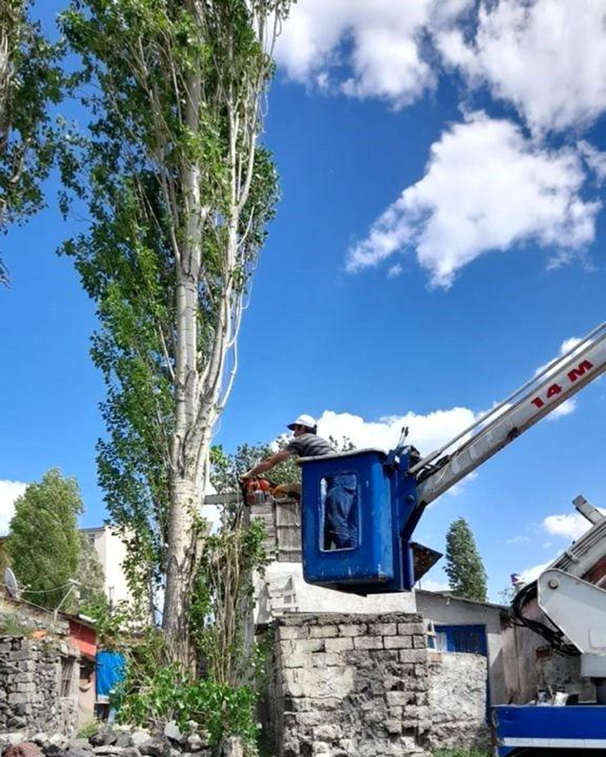 Kars\'ta polen üreten ağaçlar kesiliyor
