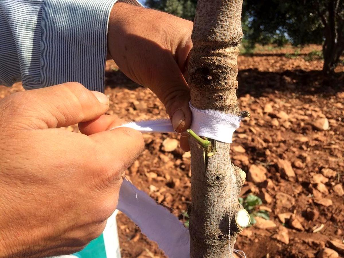 Kilis\'te Antepfıstığı aşılamasına başlandı