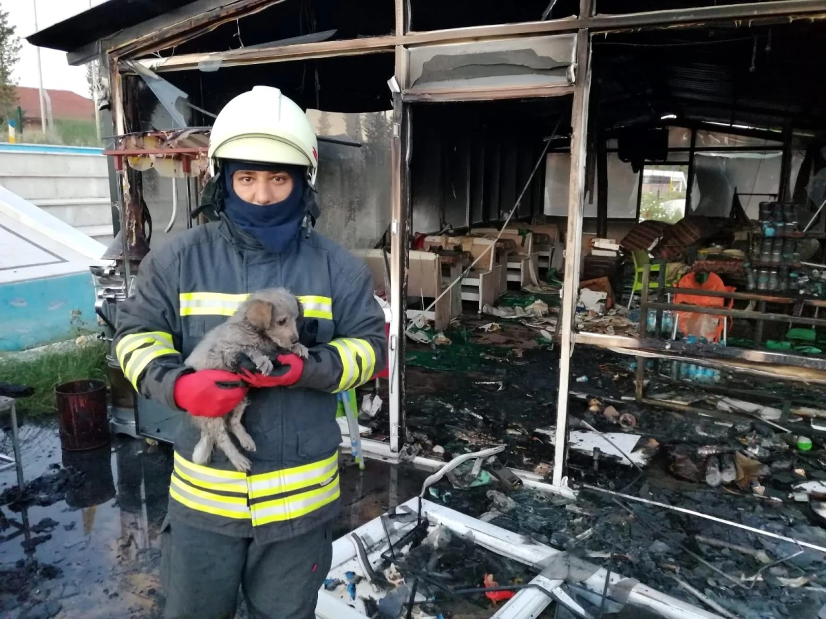 Konya\'da büfe yandı, kediler ve köpek kurtarıldı