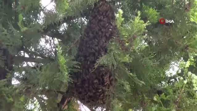 Muğla'da arılar yolunu şaşırdı