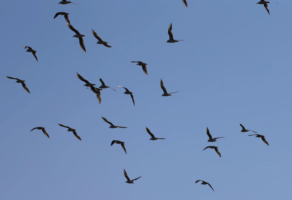 Reyhanlı Barajı\'nda 194 kuş türü gözlemlendi