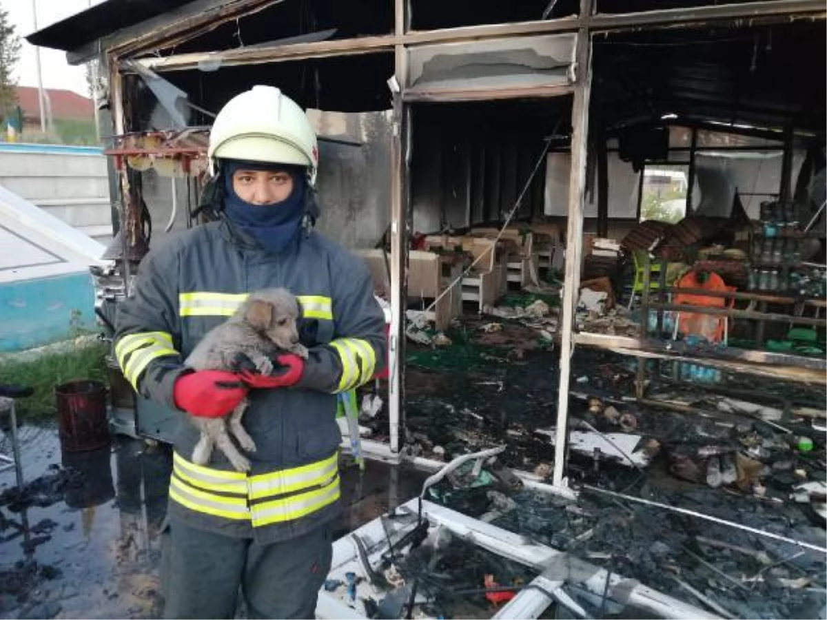 Yangında mahsur kalan yavru köpekler ile kediyi itfaiye kurtardı