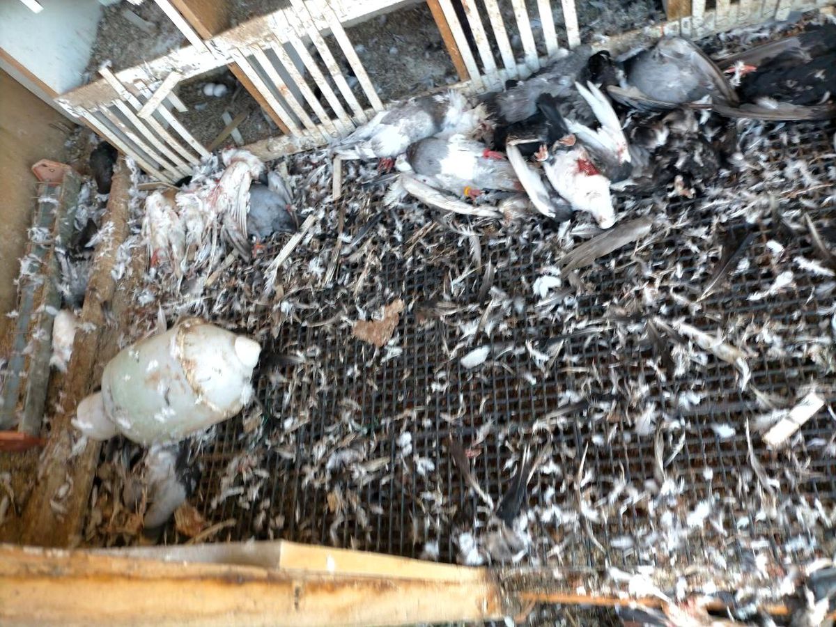Çanakkale\'de başı boş köpekler 40 güvercini parçaladı