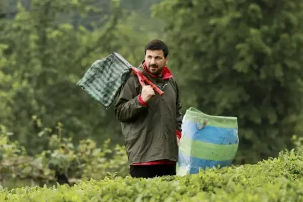 Davut Güloğlu köyünde çay toplayıp, stres atıyor Davut Güloğlu köyünde çay toplayıp, stres atıyor