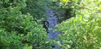 Dere yatağına yuvarlanan inek vinç ile kurtarıldı