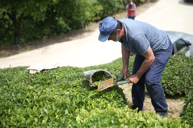 Fındık diyarı Ordu'da hasadına başlanan çay, üreticilerin yüzünü güldürüyor