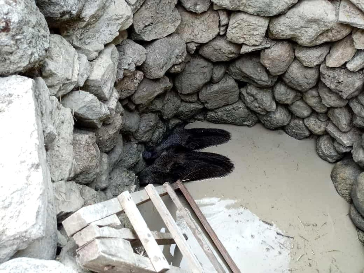 Manisa\'da kuyuya düşen yaban domuzları kurtarıldı