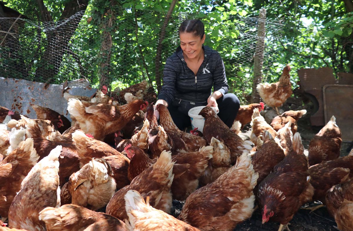 Mesleğini bırakıp memleketine dönen girişimci organik yumurta üretimi için tavuk çiftliği kurdu