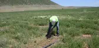 Nemrut Dağı eteklerindeki jeotermal kaynaklarla seracılık geliştirilecek