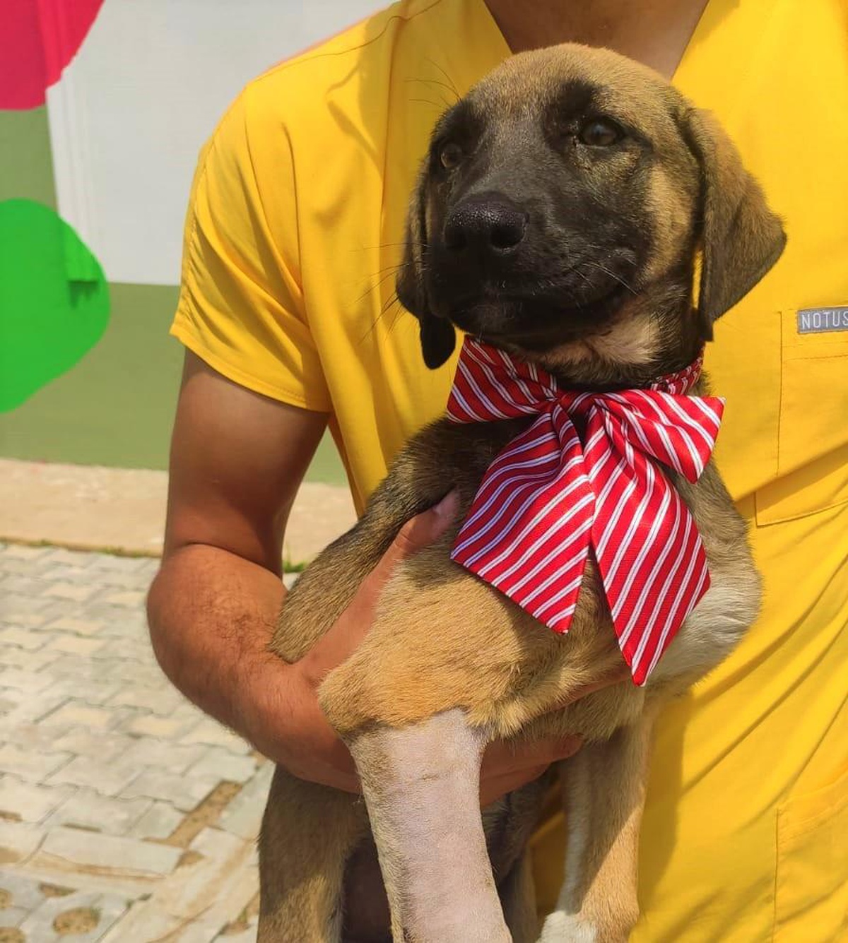 Ordu\'da otomobilin çarpması sonucu bacağı kırılan köpek operasyonla sağlığını kavuştu