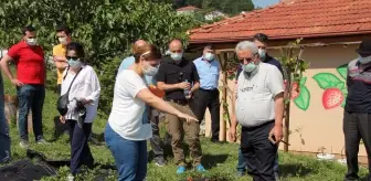 Osmanlı çileğinin aroması ve kokusu AB projesiyle yeni türlere aktarılacak