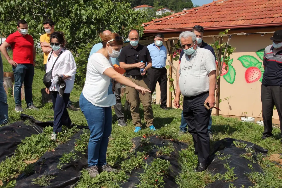 Osmanlı çileğinin aroması ve kokusu AB projesiyle yeni türlere aktarılacak