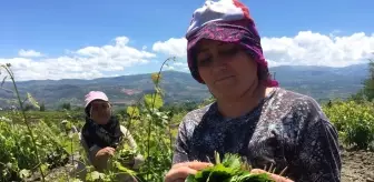 Tokat'ta asma bağ yaprağı hasadı başladı