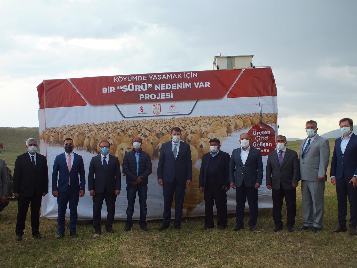 Ulaş\'ta 750 baş koyun dağıtımı gerçekleştirildi