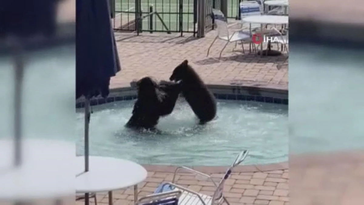 ABD\'de sevimli ayılar havuz partisini bastı