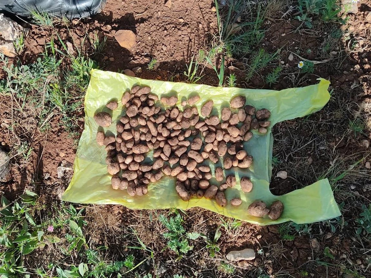 Adana\'da kaçak salep soğanı toplayan kişiye 83 bin 938 lira ceza verildi