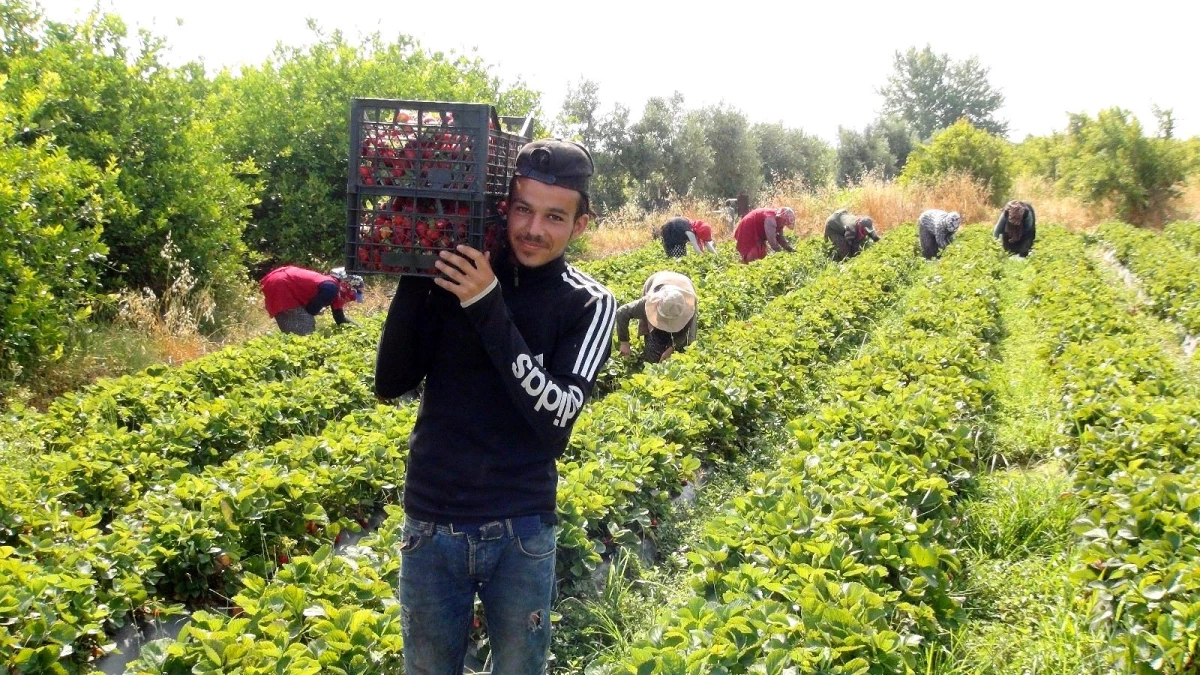 Çilekte hasat sonuna yaklaşıldı, üreticinin yüzü güldü