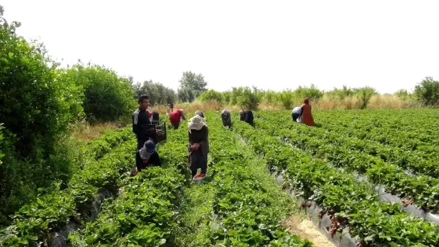 Çilekte hasat sonuna yaklaşıldı üreticinin yüzü güldü