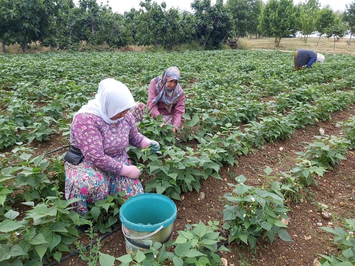 Damaklarda iz bırakan fasulyenin hasadına başlandı