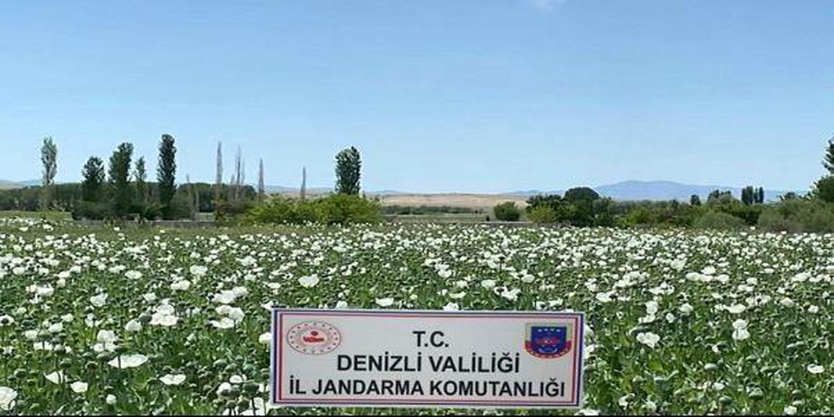 Denizli jandarması 3.8 milyon adet kök haşhaş ele geçirdi