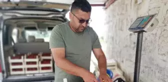 Derinkuyu'da çilek hasadı başladı