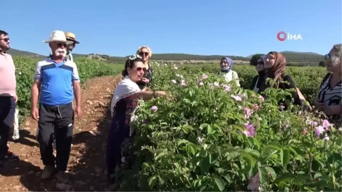 Gül bahçelerinde yabancı misafirlere \'gül eğitimi\'