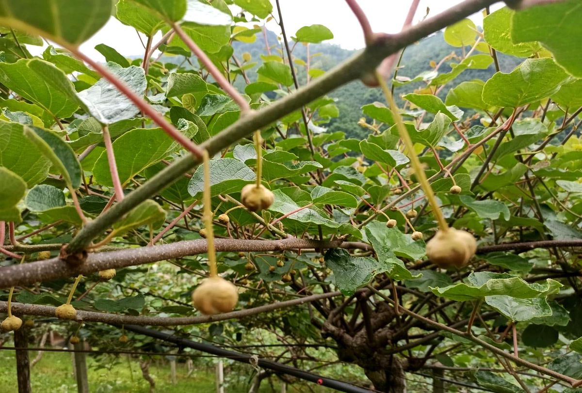 Kaliteli ürün için emek harcıyorlar