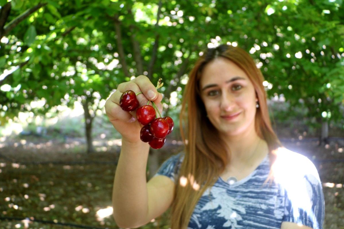 Tescilli dalbastı kirazında ürün kaybı