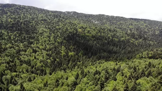 Uludağ'da sezon açıldı, orman evleri büyük rağbet görüyor