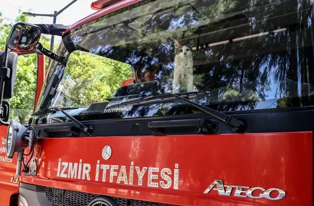 Yangında kurtarılan kediyi İzmir itfaiyesi sahiplendi