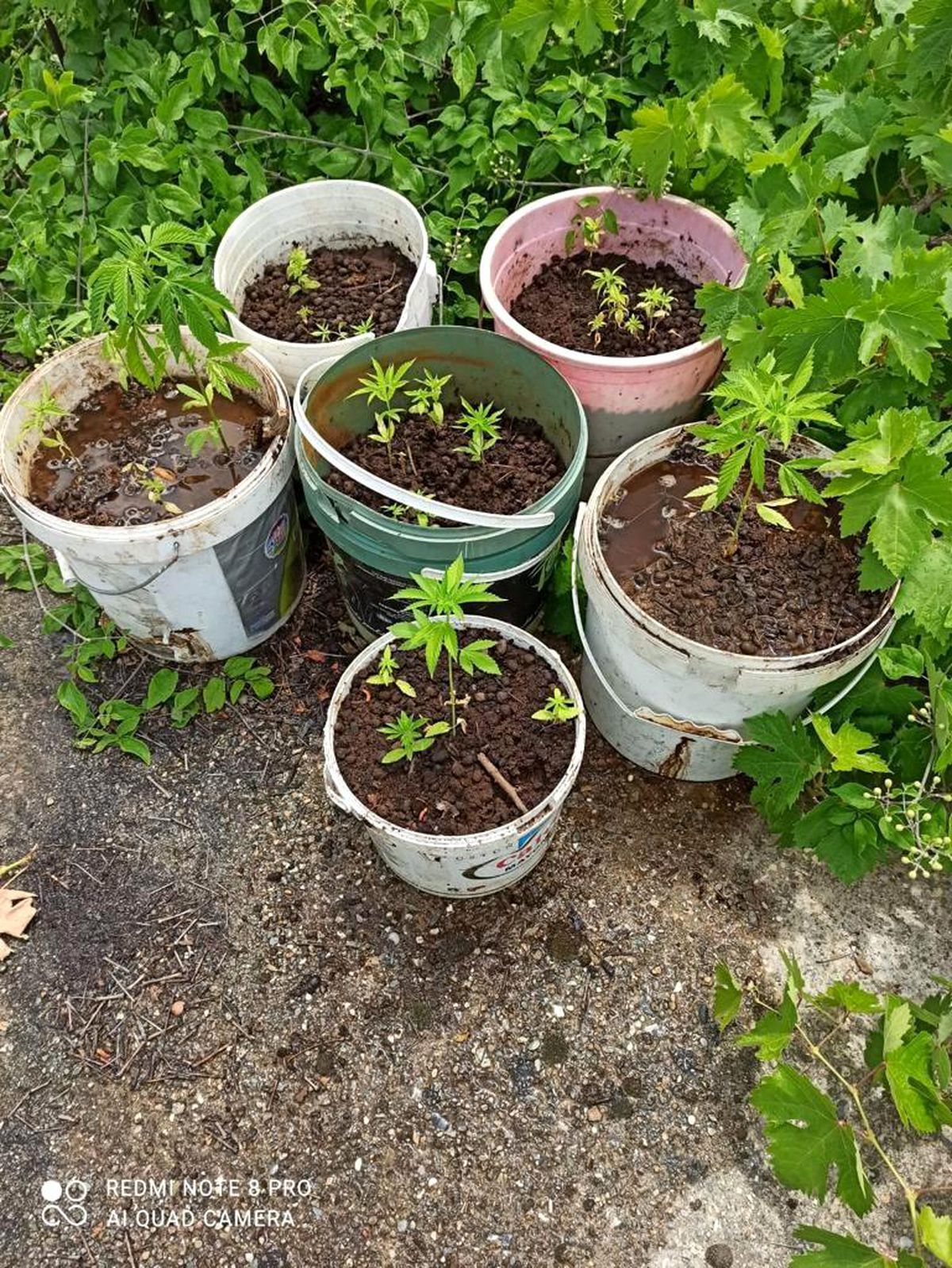 Alanya\'da 135 kök Hint keneviri ele geçirildi