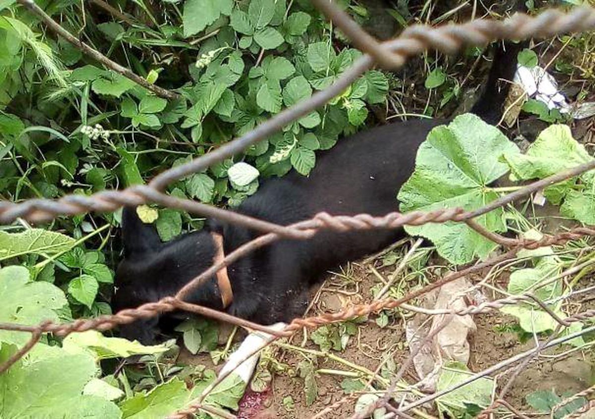 Son dakika haberi! Bahçesine giren köpeği öldürdü