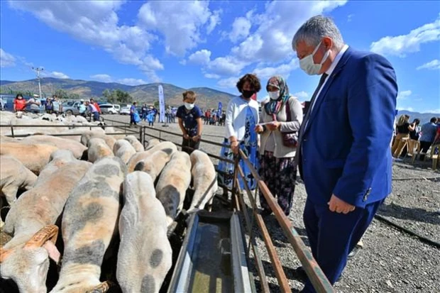 Büyükşehir Hayvancılığa Desteğini Sürdürüyor