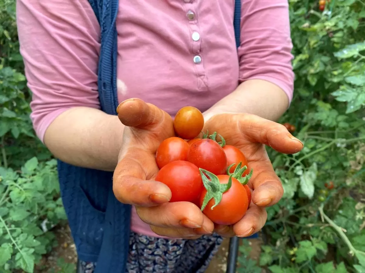 Domateste son 6 yılın en yüksek miktar azalışı yaşanıyor