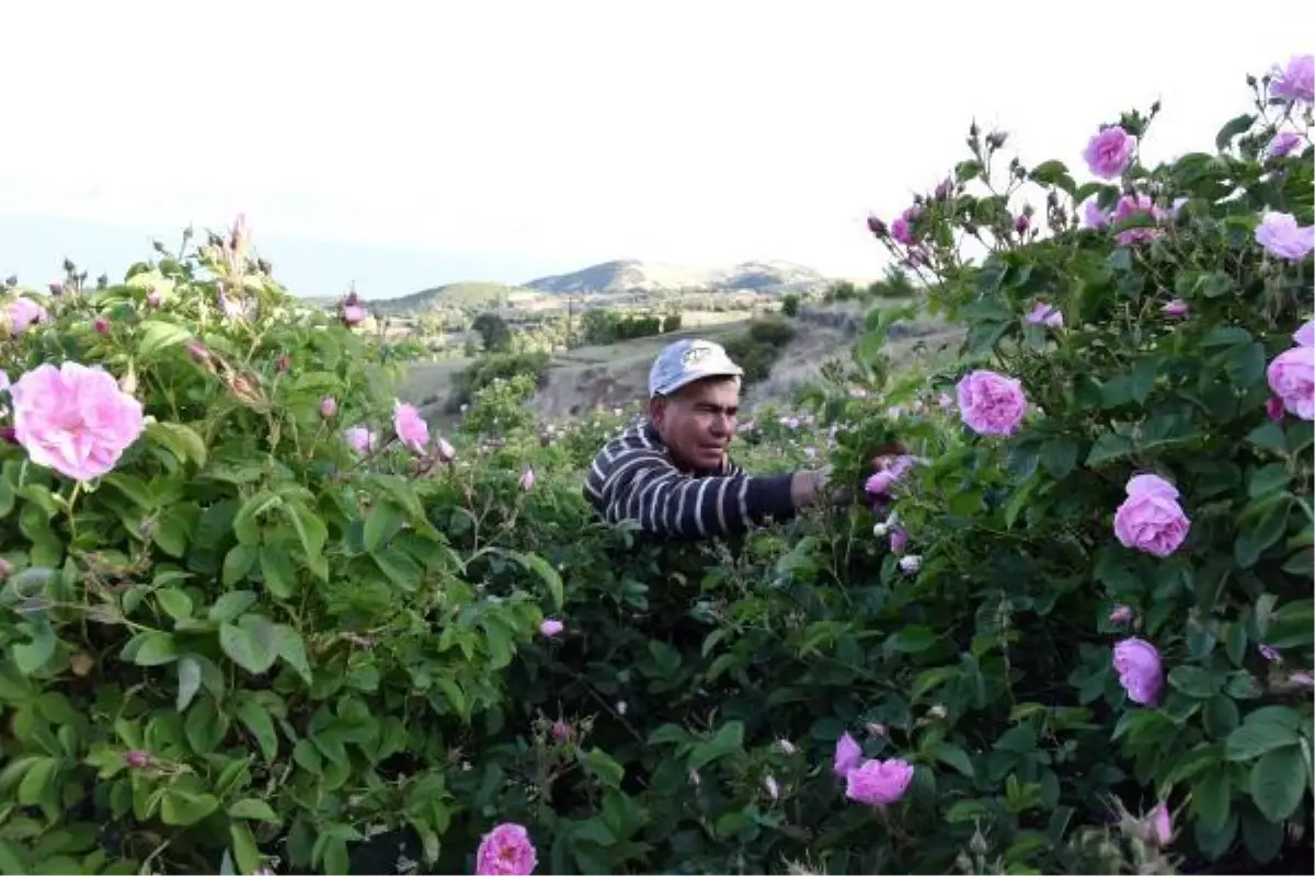 EĞİRDİR GÖLÜ MANZARALI BAHÇELERDE BU YIL GÜL ÇİÇEĞİ VERİMİ AZALDI