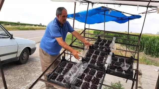 Hobisiydi gelir kapısı oldu! Böğürtlenden 150 bin lira kazanacak Hobisiydi gelir kapısı oldu! Böğürtlenden 150 bin lira kazanacak