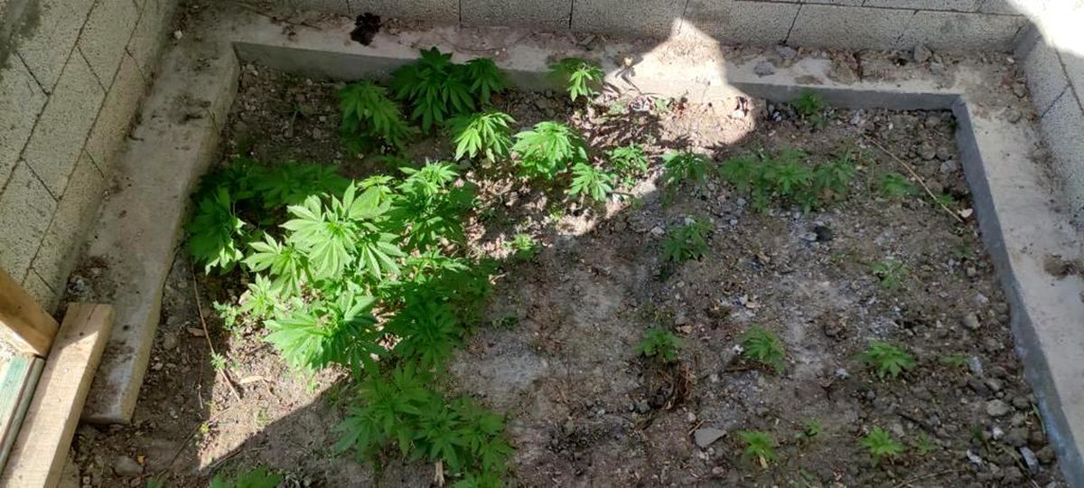 Muş\'ta uyuşturucu operasyonu